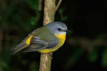Fototapeta premium Eastern Yellow Robin in Australia