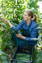 Woman  professional gardener picking harvest of habichuela  to crate