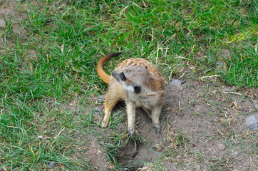 Naklejka na ściany i meble Little meerkat digs a hole in the ground