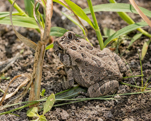 Fowler's toad sitting in grass by pond