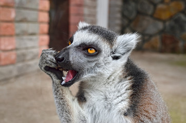 Ring-tailed lemur in a zoo close up