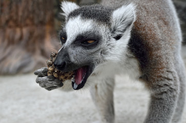 Ring-tailed lemur in a zoo close up