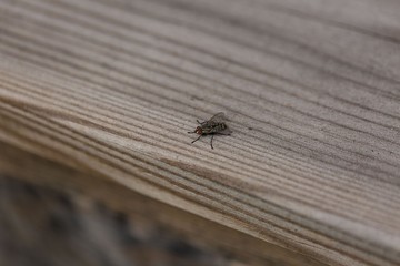 Close up macro view of fly insect isolated on wooden background. Nature backgrounds.