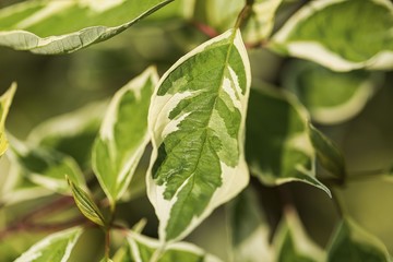 Beautiful white green texture background. Green white colored leaves isolated.