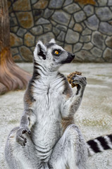 Fototapeta premium Ring-tailed lemur in a zoo close up