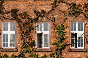 Wall of house with windows and creeper. Ancient building with sprawling liana.