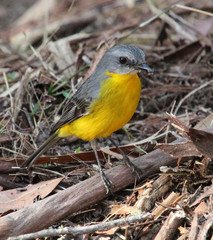 Eastern Yellow Robin in Australia