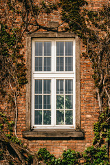 Wall of house with windows and creeper. Ancient building with sprawling liana.