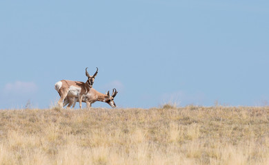 Two Pronghorn Antelope Bucks Enjoying Arizona's Summer Grass - Version 2