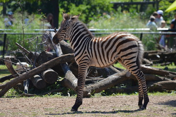 A baby zebra in the outdoors