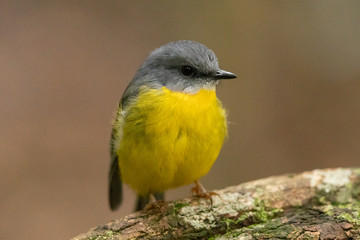 Fototapeta premium Eastern Yellow Robin in Australia