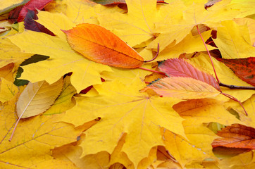 Texture of yellowed and fallen autumn leaves close-up.