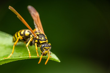 Closeup of a wasp on a plant in the garden