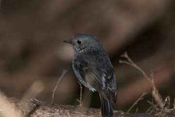 New Zealand Robin
