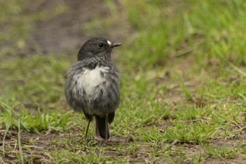 New Zealand Robin