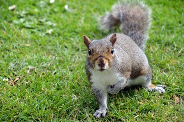 squirrel at the princess street gardens