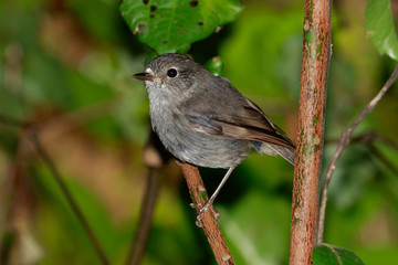 New Zealand Robin