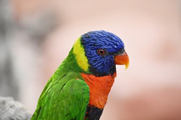 The Rainbow Lorikeet (Trichoglossus Moluccanus) is a species of parrot in the family Psittaculidae. Close up of a Rainbow Lorikeet.