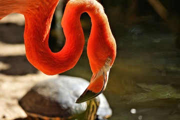 Flamingo searching for food in the pond 