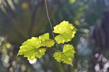 Abstract foliage in the garden with light playing on the shapes