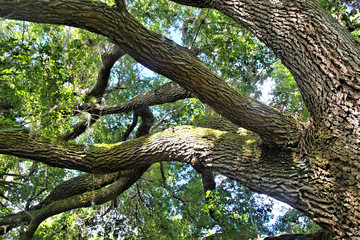Fototapeta na wymiar Majestic tree in nature with hanging moss