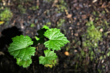 Abstract foliage in the garden with light playing on the shapes
