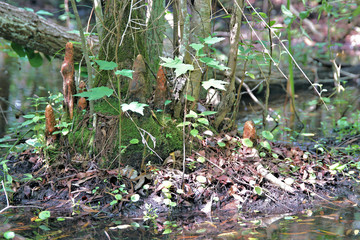 Abstract foliage in the garden with light playing on the shapes