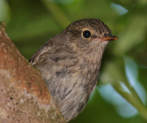 New Zealand Robin