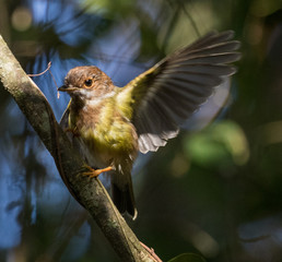 Pale Yellow Robin in Australia
