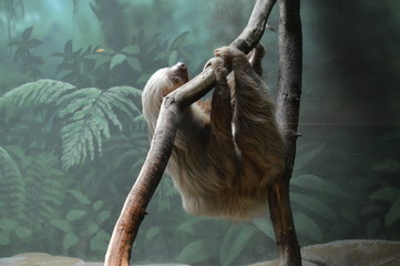 A sloth hanging on a branch