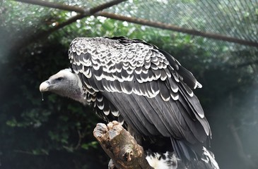 Rüppell's Vulture or Rüppell's Griffon Vulture (Gyps Rueppelli). Family: Accipitridae.