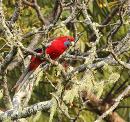 Crimson Rosella in Australia