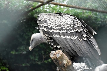 Rüppell's Vulture or Rüppell's Griffon Vulture (Gyps Rueppelli). Family: Accipitridae.
