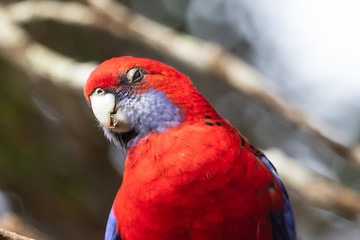 Crimson Rosella in Australia