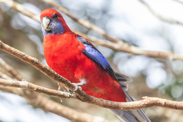 Crimson Rosella in Australia