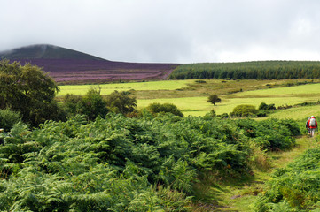 Naklejka premium Landscapes of Ireland. On a hiking trail.