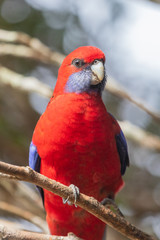 Crimson Rosella in Australia