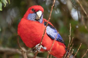 Crimson Rosella in Australia