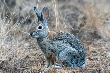 Furry Cotton Tail bunny rabbit has eyes and face fixated across the outdoor nature trail.