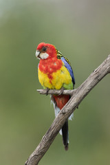 Eastern Rosella in Australasia