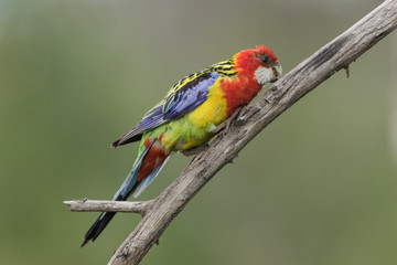 Eastern Rosella in Australasia