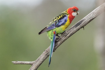 Eastern Rosella in Australasia