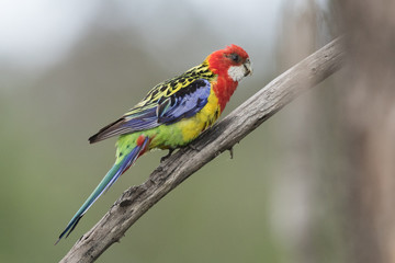 Eastern Rosella in Australasia