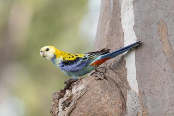 Pale Headed Rosella in Australia