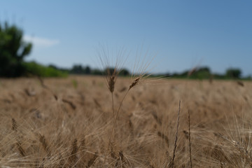 Obraz premium SUMMERTIME