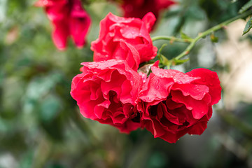 Pink blooming rose flowers in bush in green summer garden