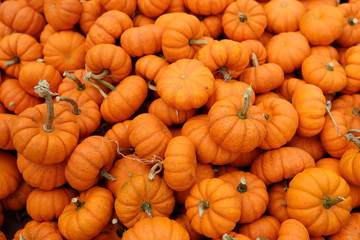 Fresh healthy bio pumpkins on farmer agricultural market at autumn.
