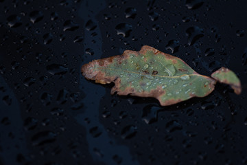 water drops on a leaf