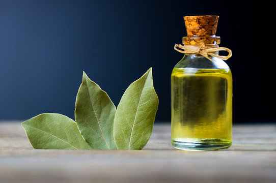 Glass bottle of essential bay laurel oil with daphne leaves on wooden rustic background. Healthy lifestyle spa, therapy concept