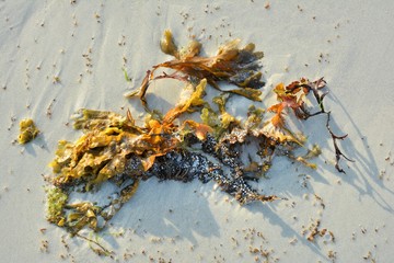Algues sur une plage de Bretagne dans le Trégor